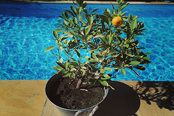 Orangenbäumchen vor einem blauen, glitzernden Pool auf gelbem Stein